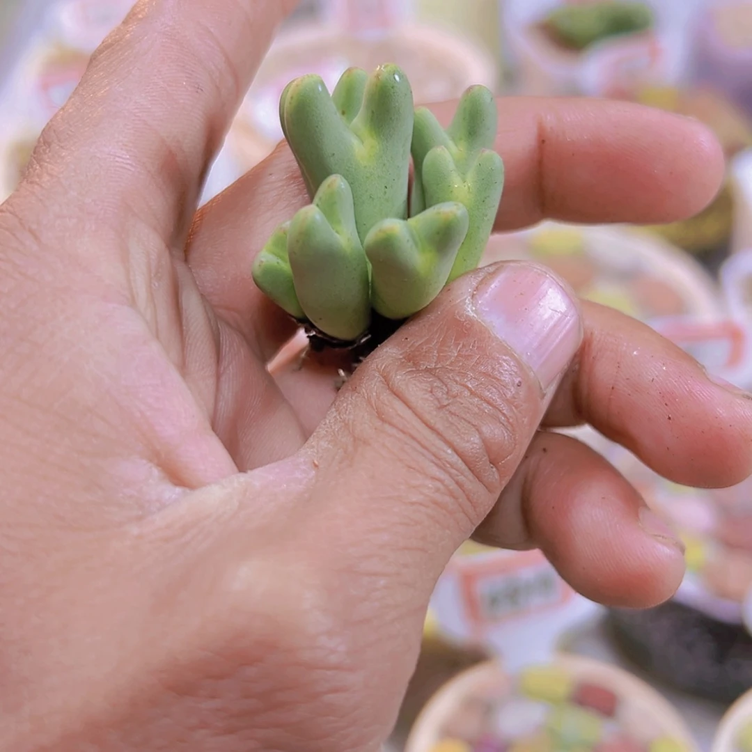 【闪购商品】牛***裤11111111111