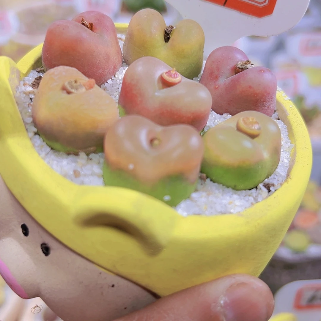 【闪购商品】911111111111