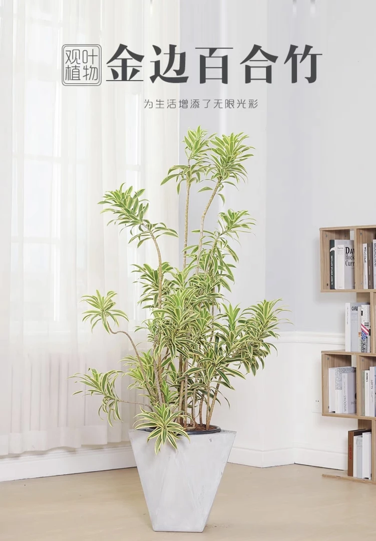 金边百合竹龙血树实物生长金黄色下单常绿发货基地非常观叶盆景