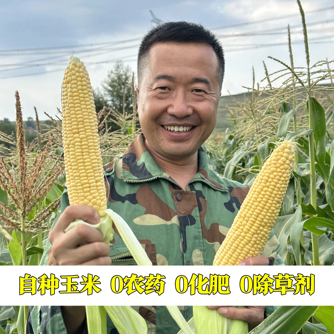 无农残水果玉米 香甜纯正 6根包邮 净含量5.2斤