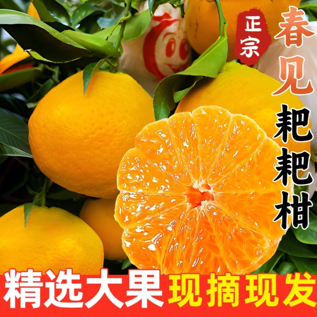 四川眉山正宗春见耙耙柑8/5斤新鲜水果果园现摘现发多汁8甜2酸
