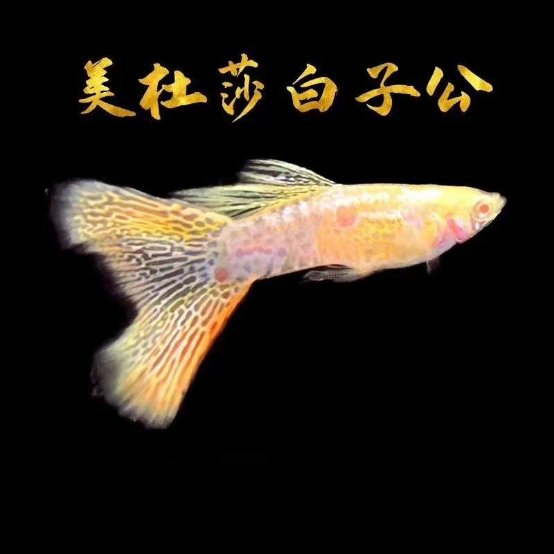 美杜莎白子亚成1对 拼两单包邮 开箱视频报损 均价赔付 不补发