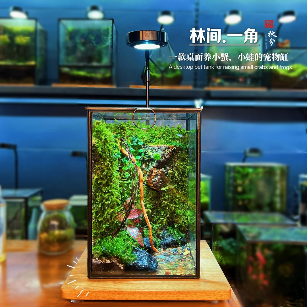 解压苔藓景观【林间一角】桌面苔藓微景观创意生态闷养瓶