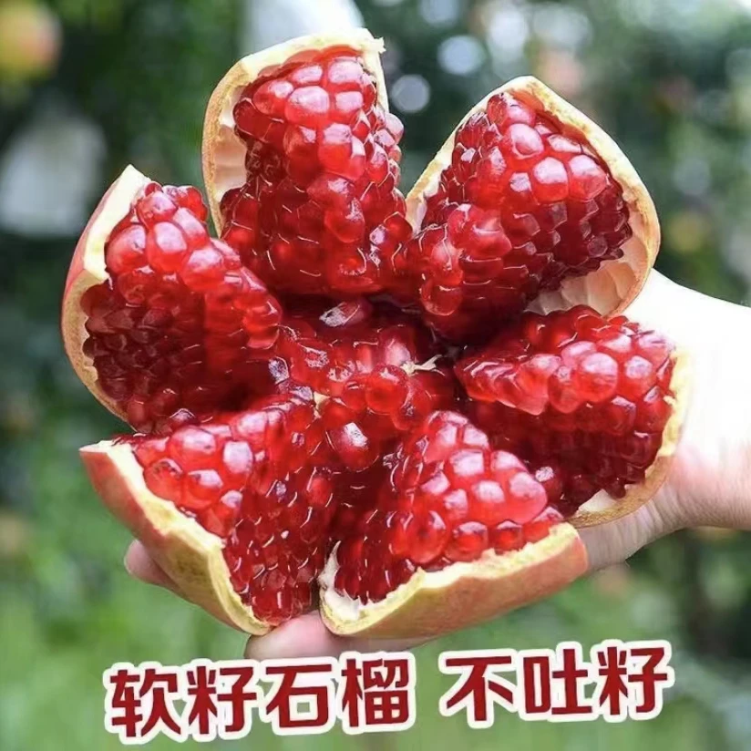 【万人团】彩箱软籽石榴会理应季水果孕妇新鲜产区直发非云南石榴s