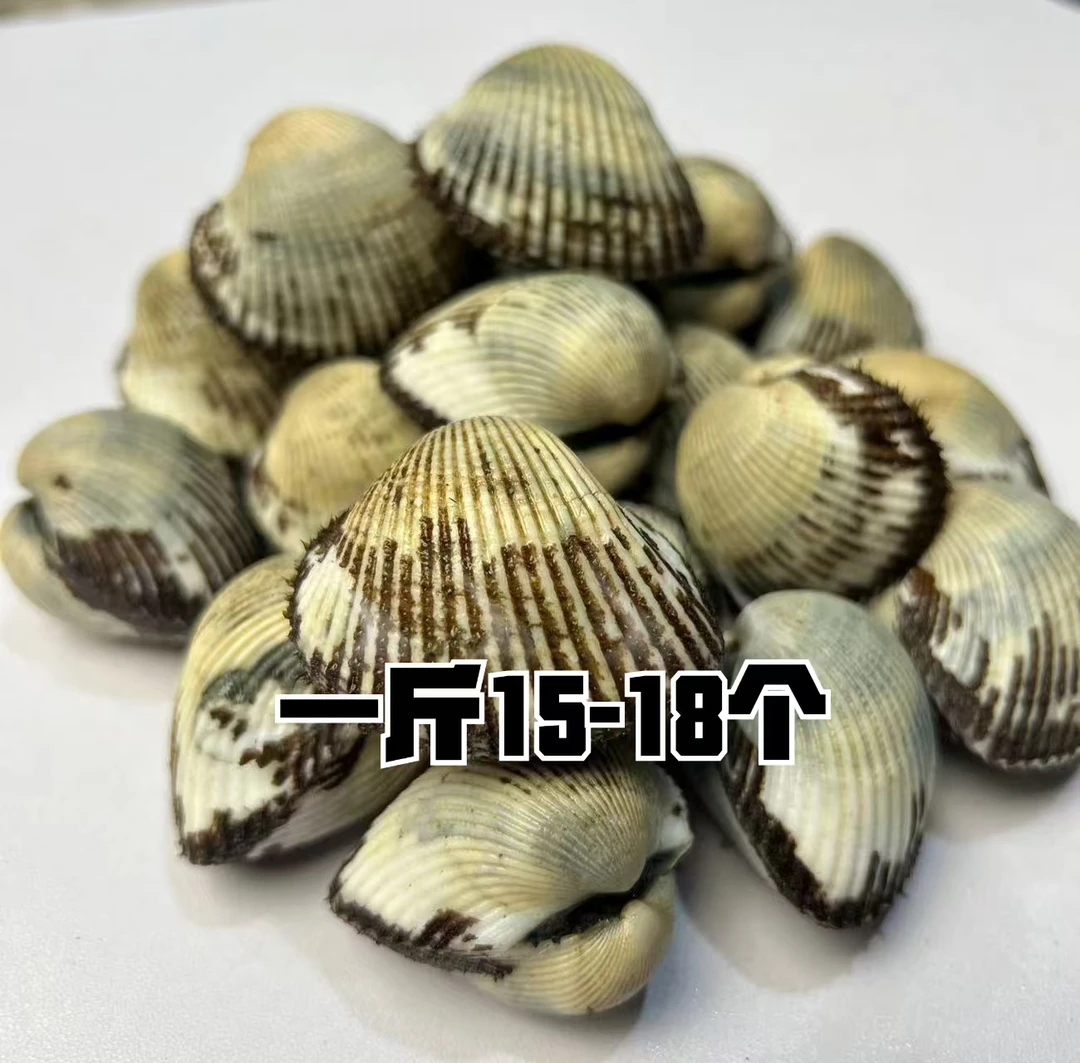 辽宁丹东东港野生发货即食毛蛤中号4斤(15-18个左右)顺丰发货