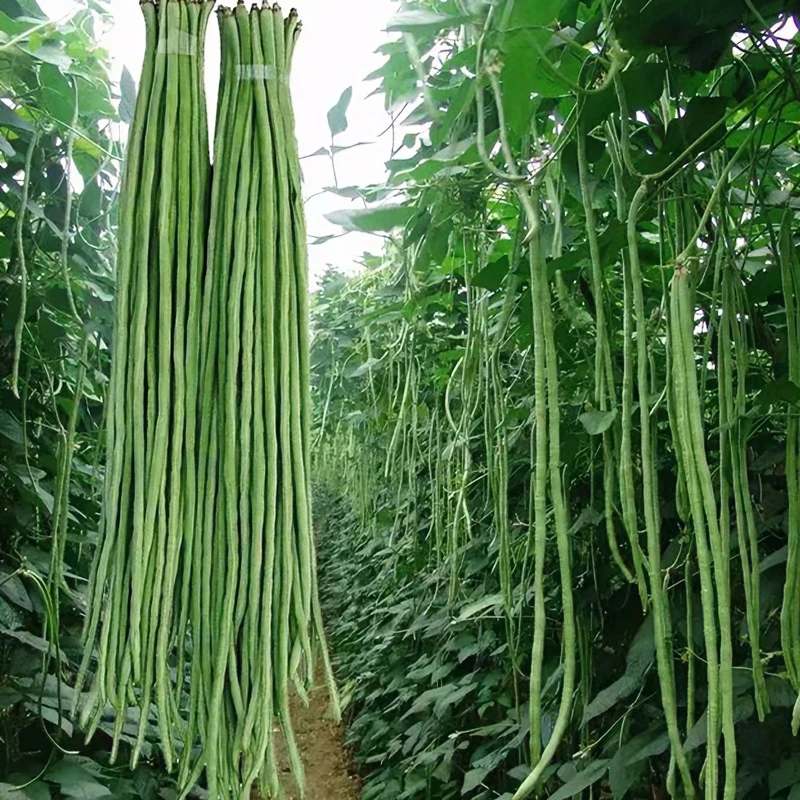 四季播摘不败高产豇豆种子绿条特长豆角春播架豆蔬菜四季豆种籽孑