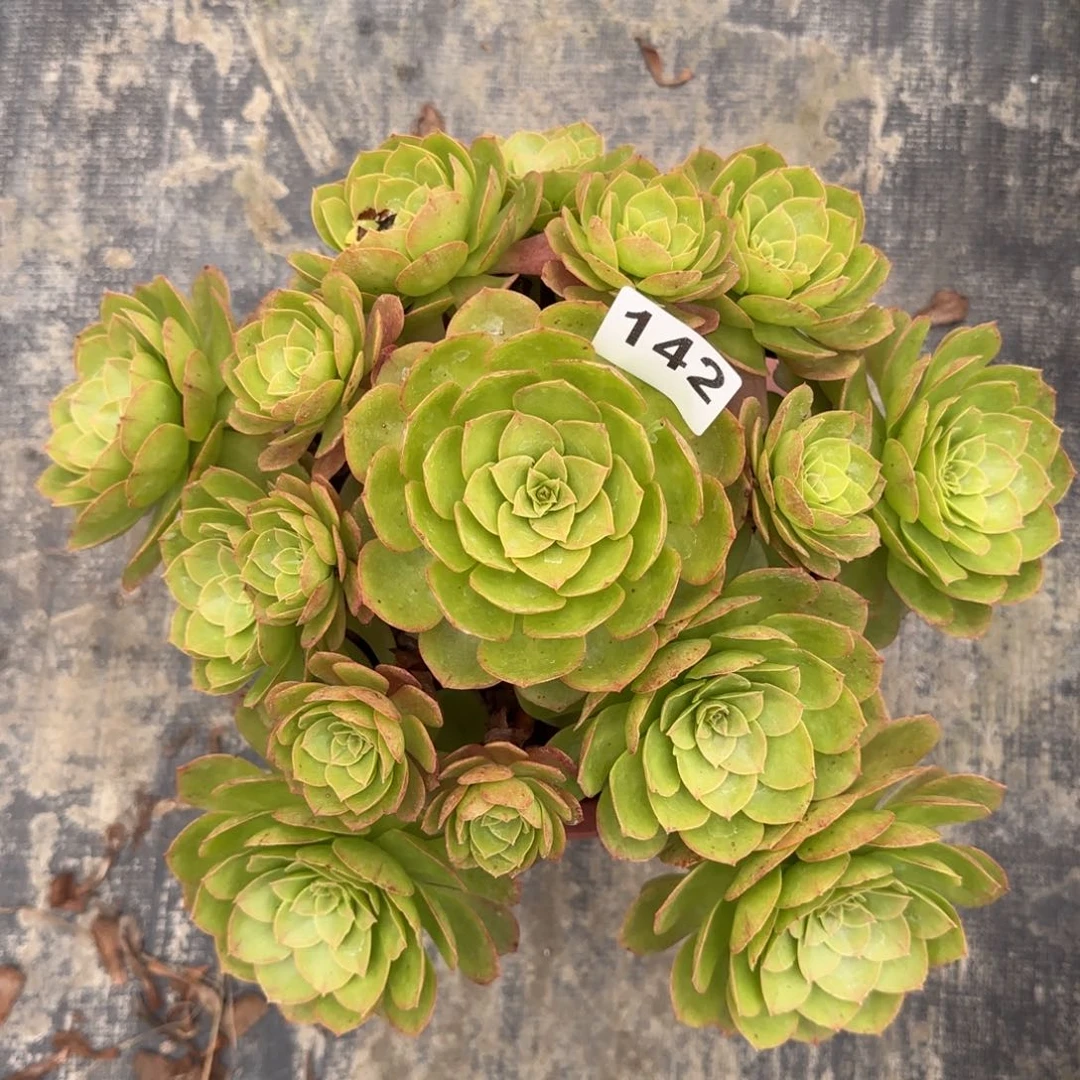 142多肉植物若桃