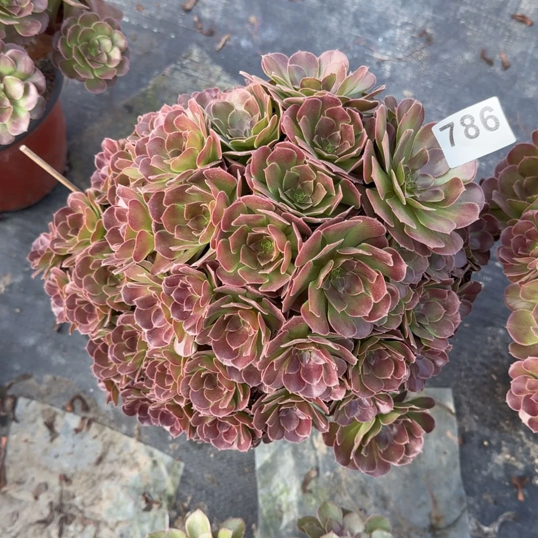 786多肉植物荷兰