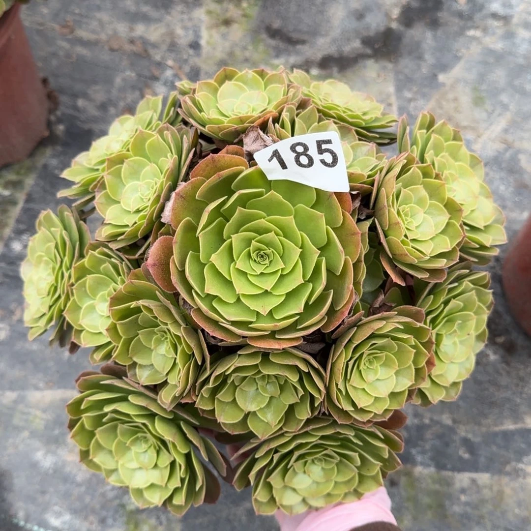 185多肉植物沙拉碗