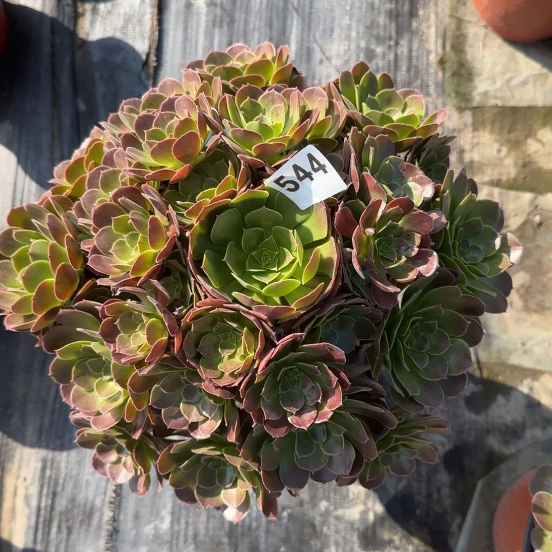 544多肉植物荷兰玫瑰