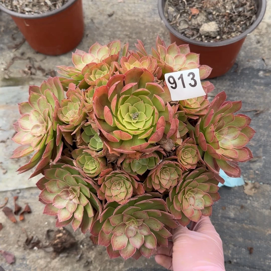 913多肉植物桃花石