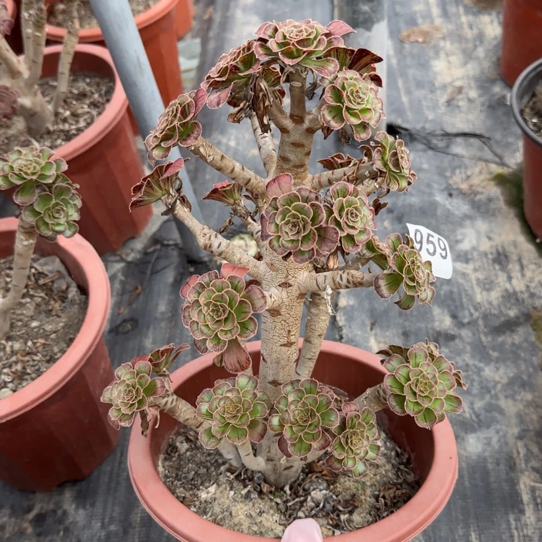 959多肉植物拉丝锦