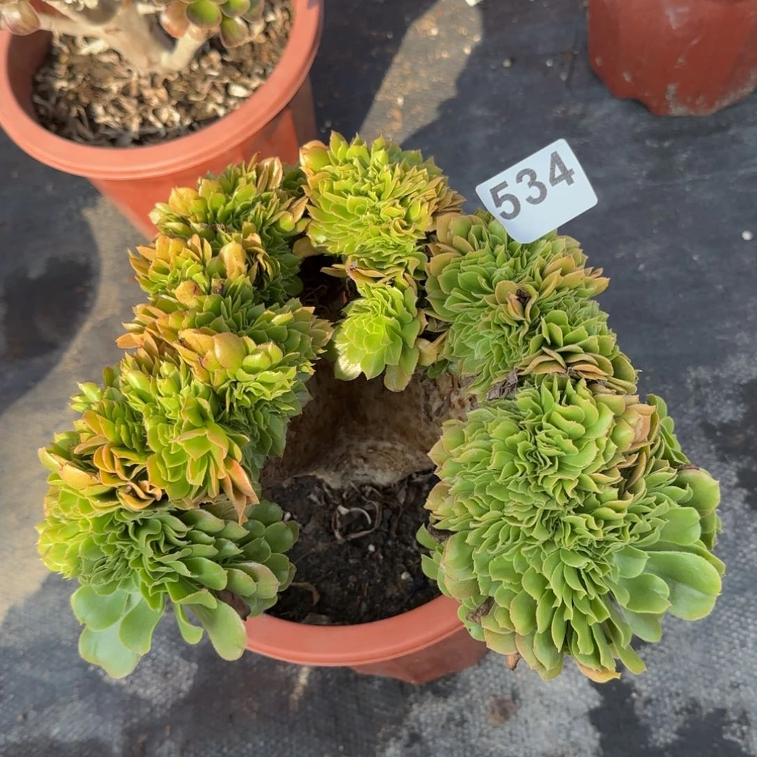 534多肉植物绿缀