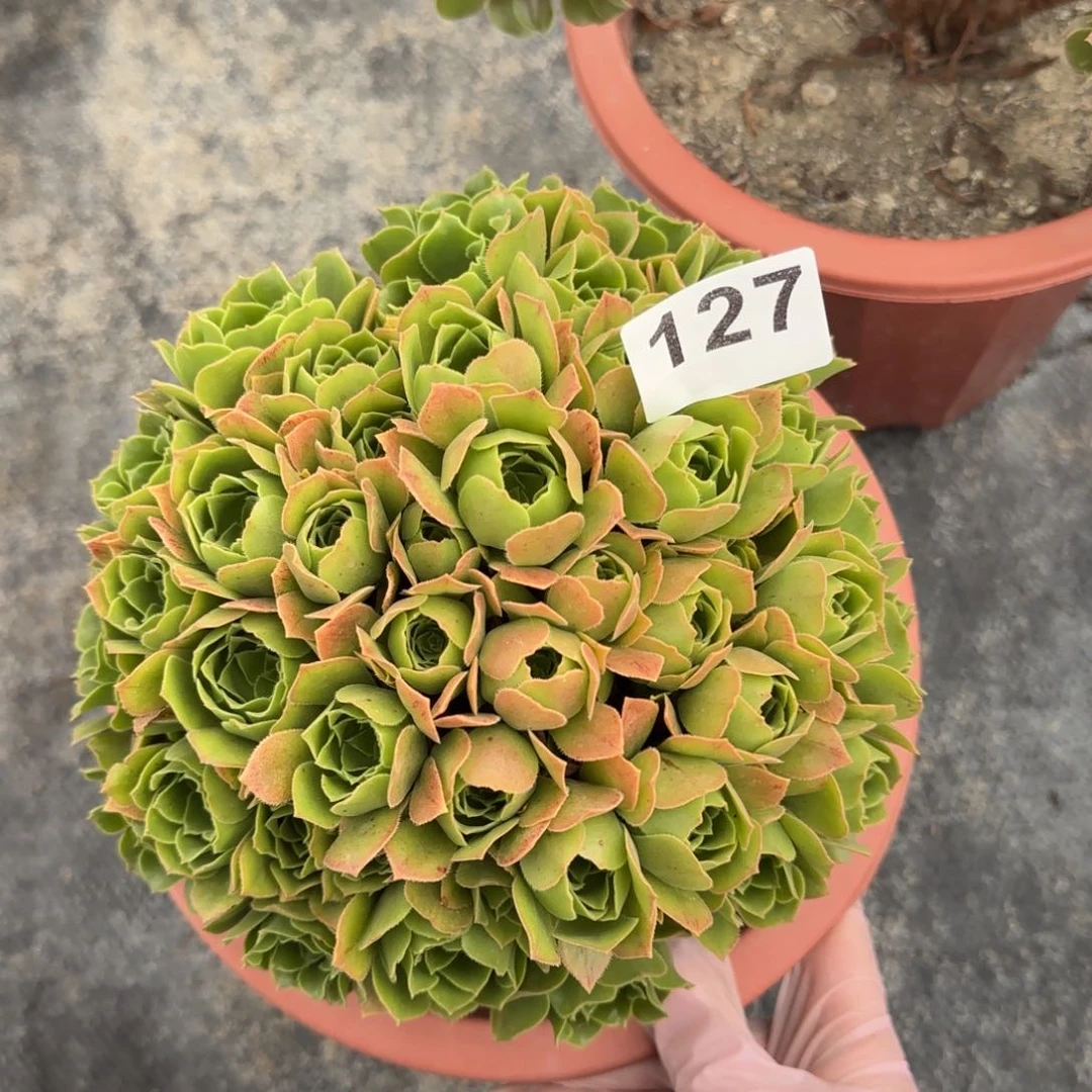 127多肉植物绿玫瑰