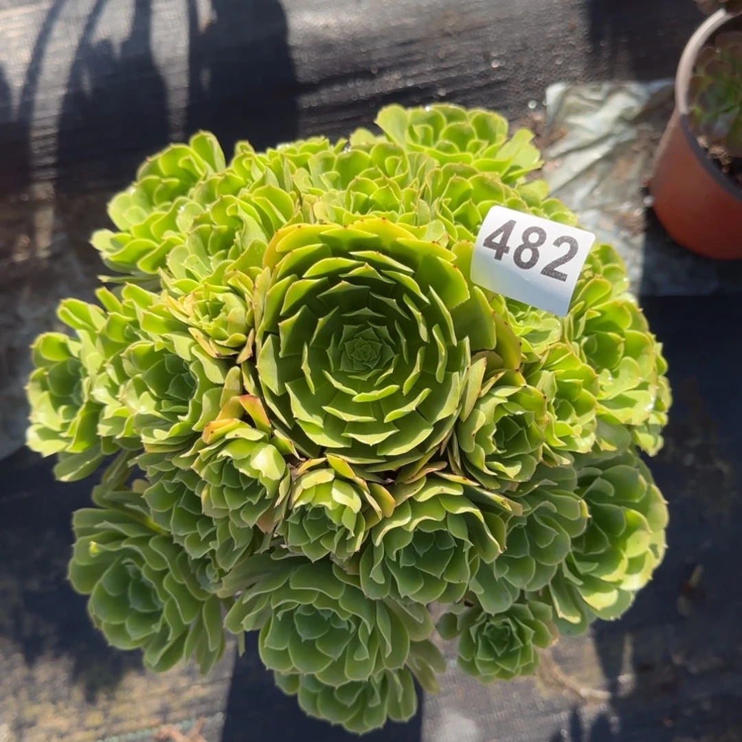 482多肉植物绿玫瑰