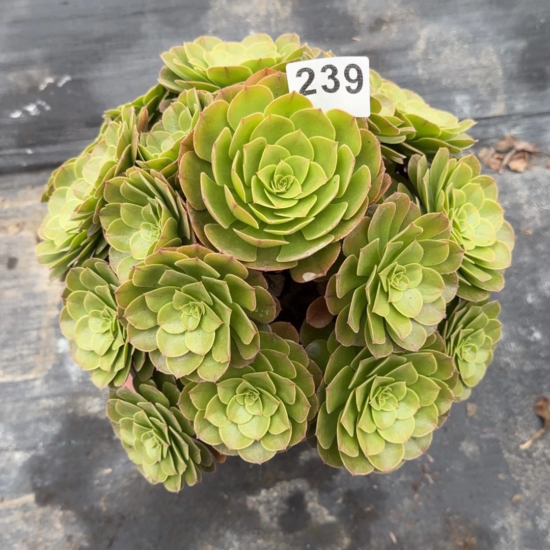 我*239多肉植物沙拉碗