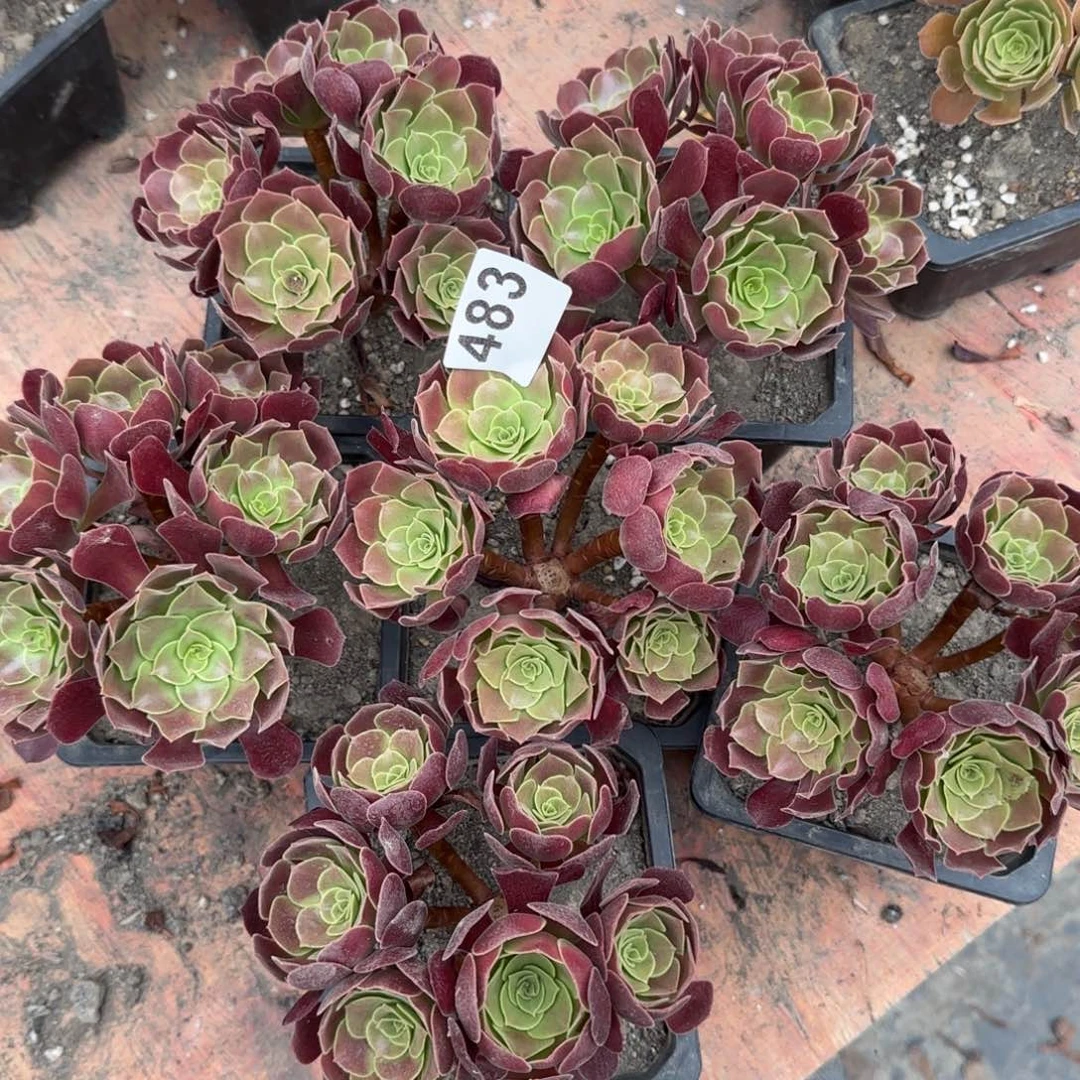 嘉483多肉植物欧紫