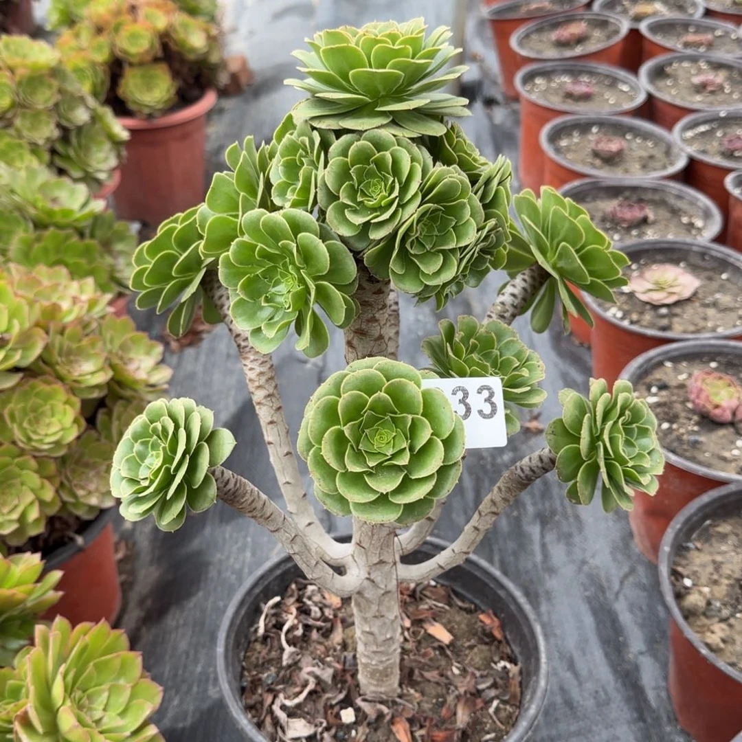 233多肉植物绿法