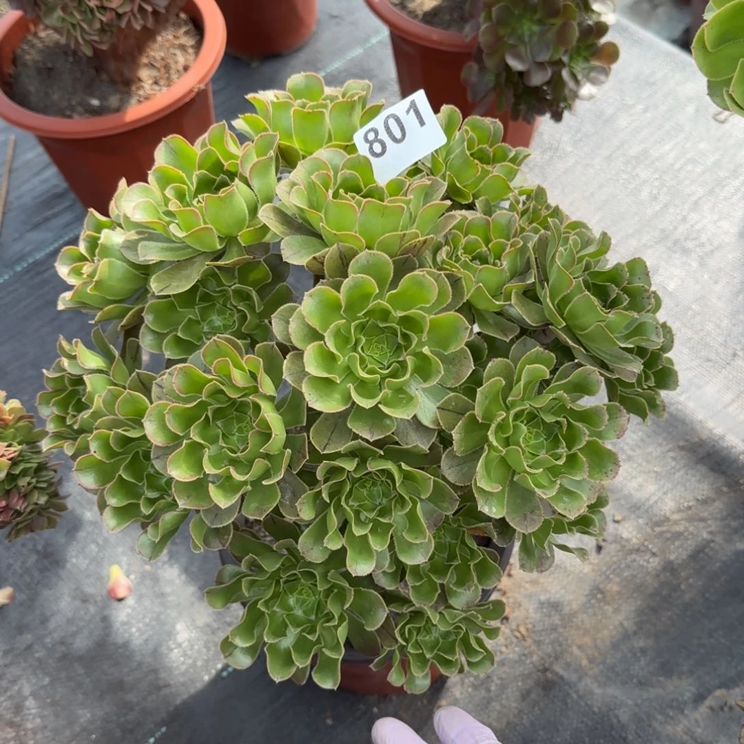 开*801多肉植物绿法