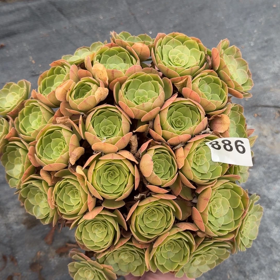 x**儿886多肉植物万朵