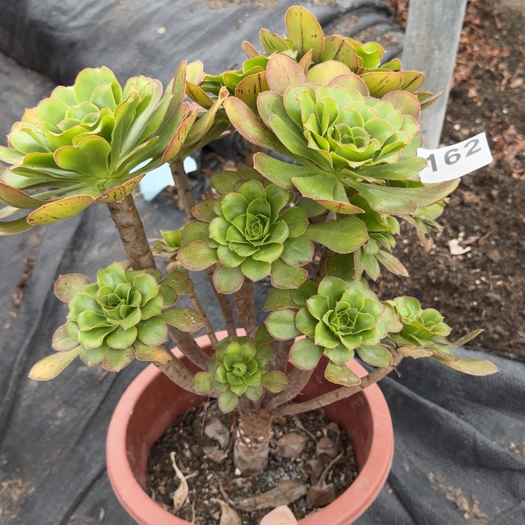 162多肉植物君美丽