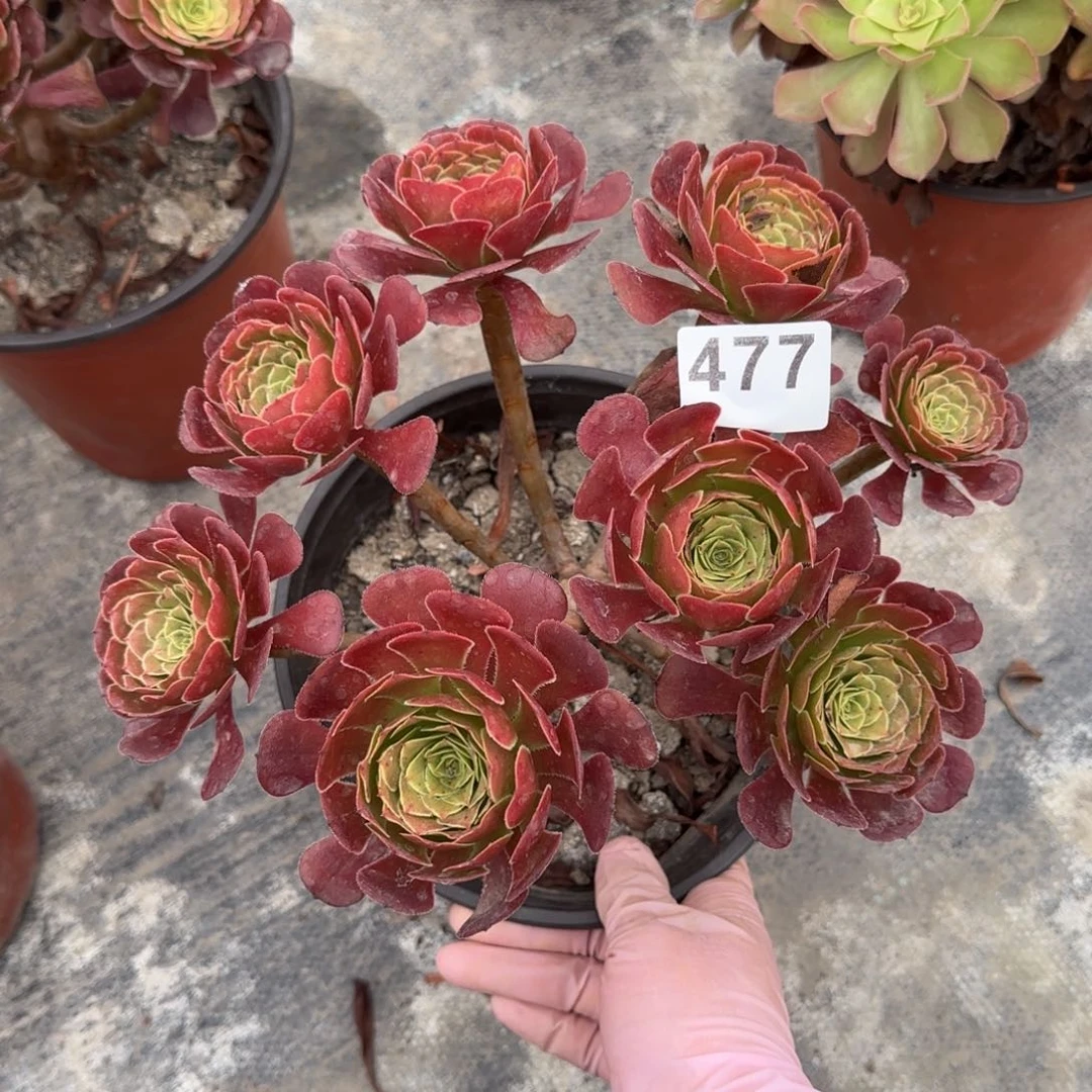 477多肉植物萝莉