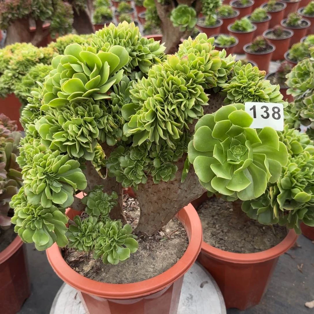 友*138多肉植物绿缀