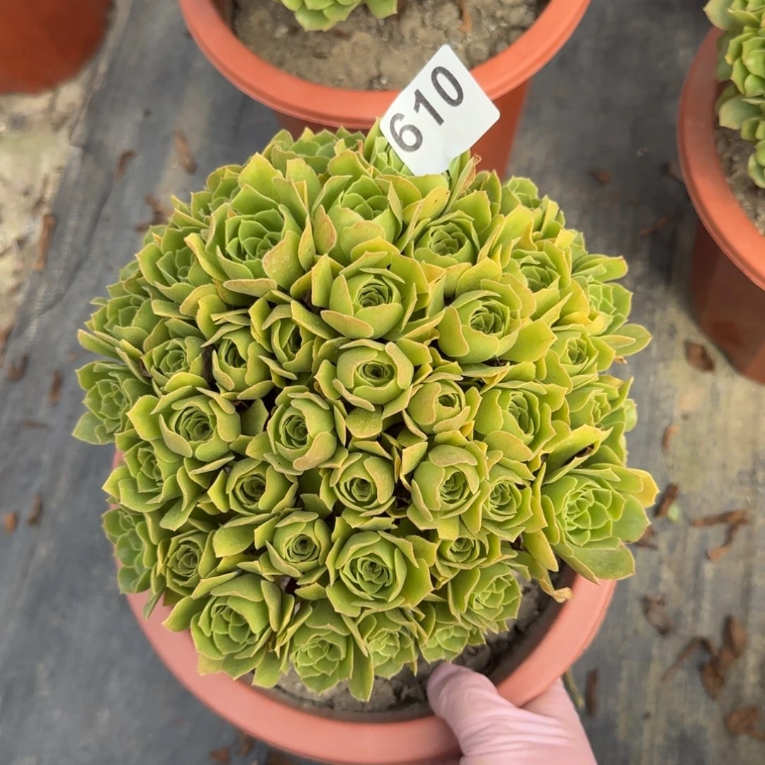 似**昔610多肉植物绿朵