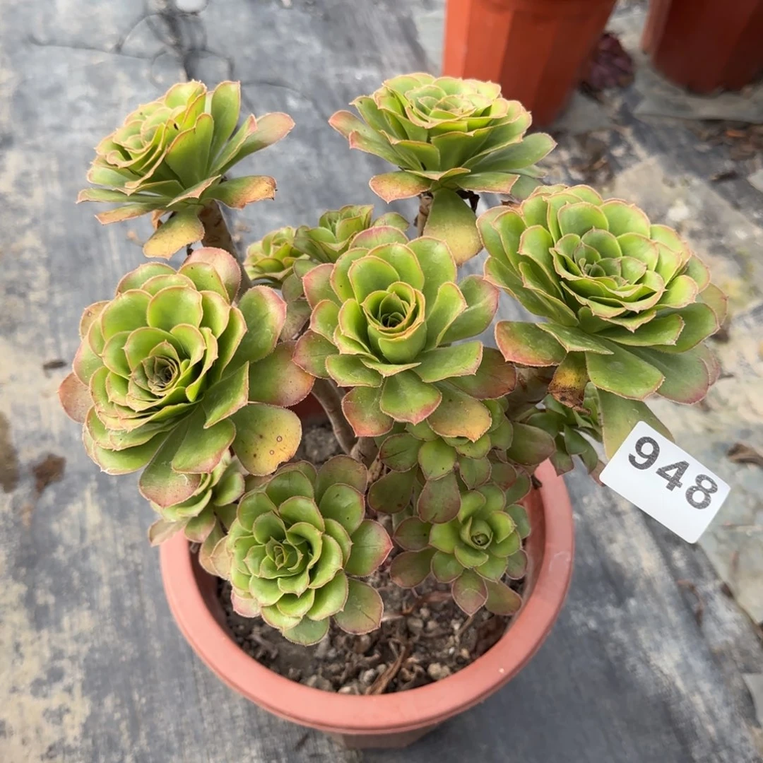 948多肉植物君美丽