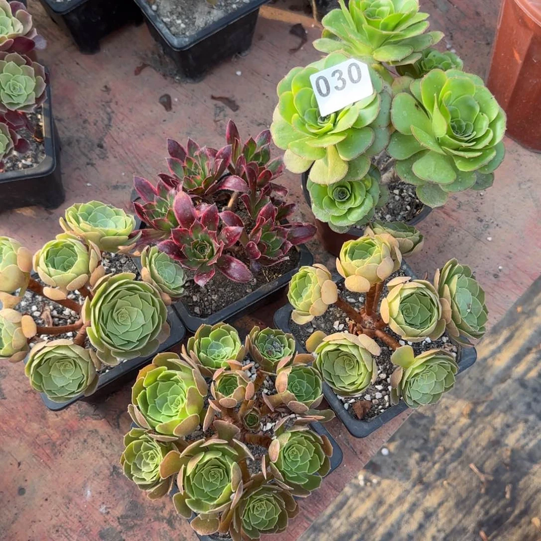 晴*?中奖五棵多肉