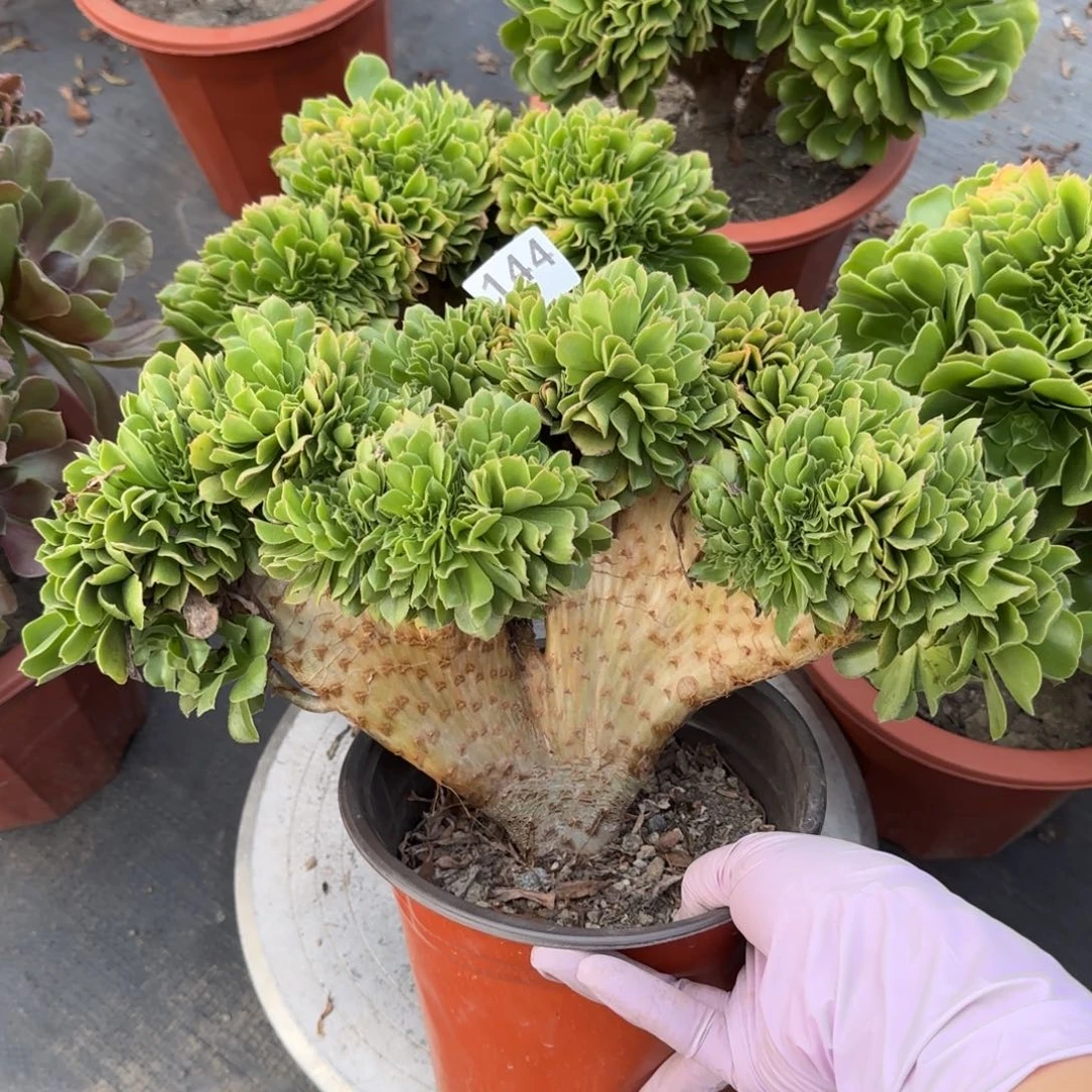 144多肉植物绿缀