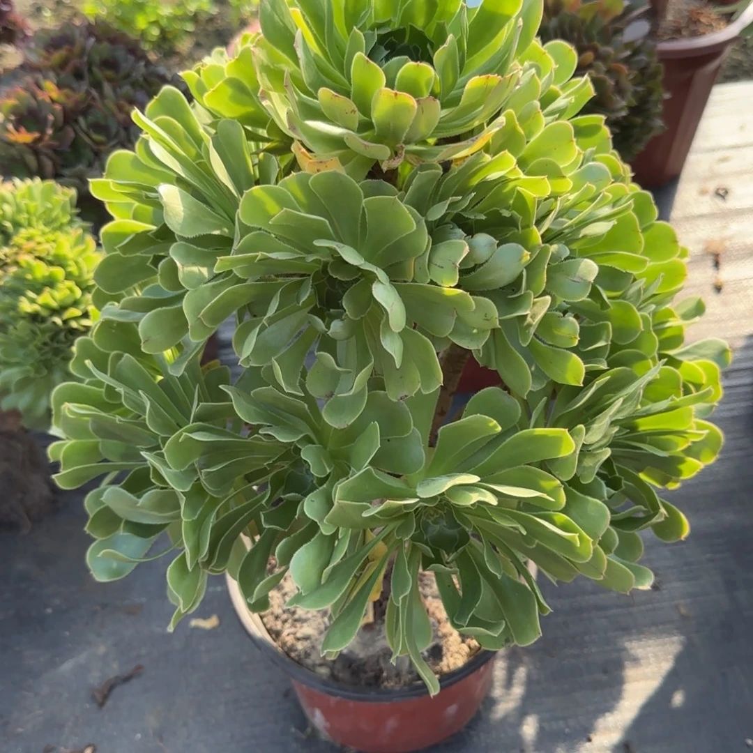 思*036多肉植物绿法