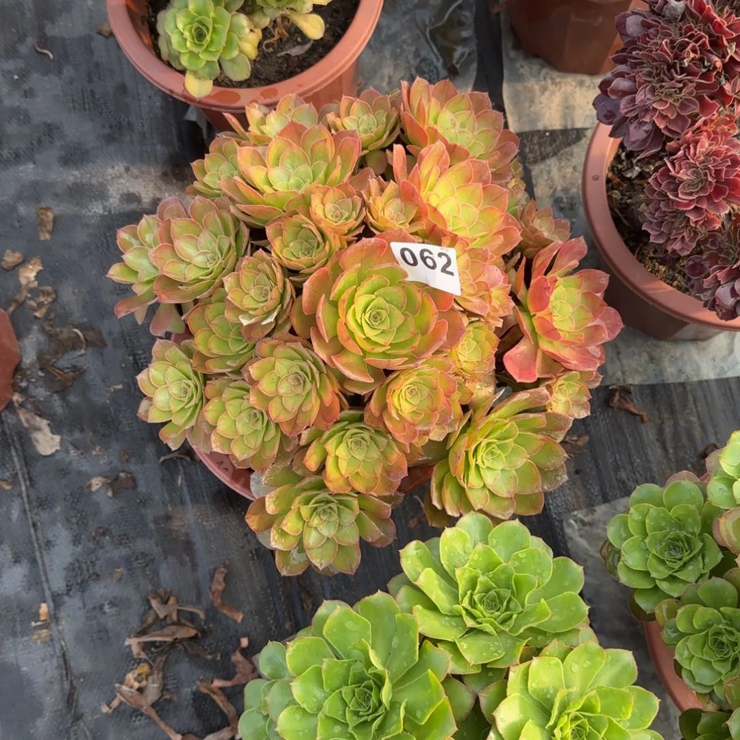 黄***062多肉植物桃花石