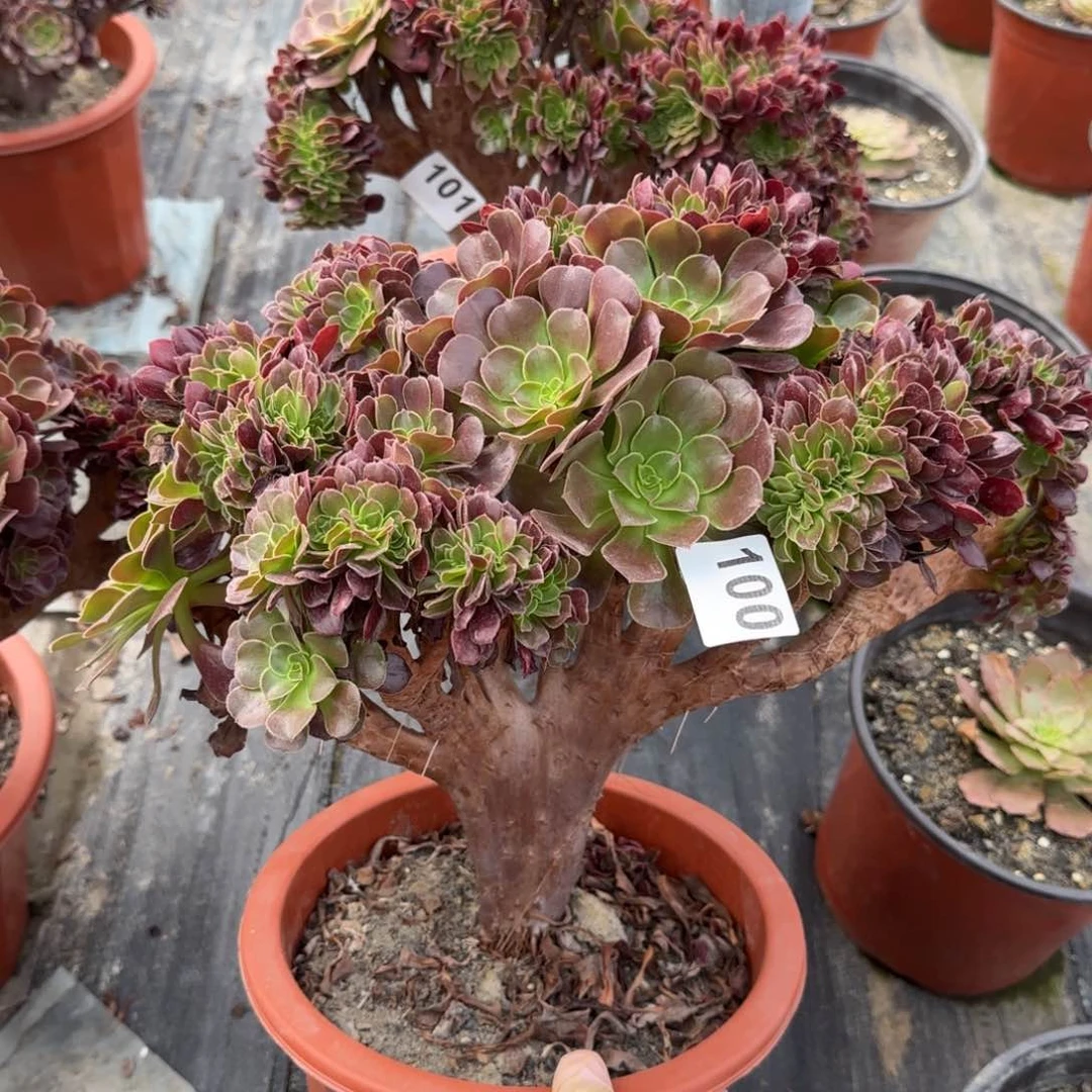 100多肉植物欧缀