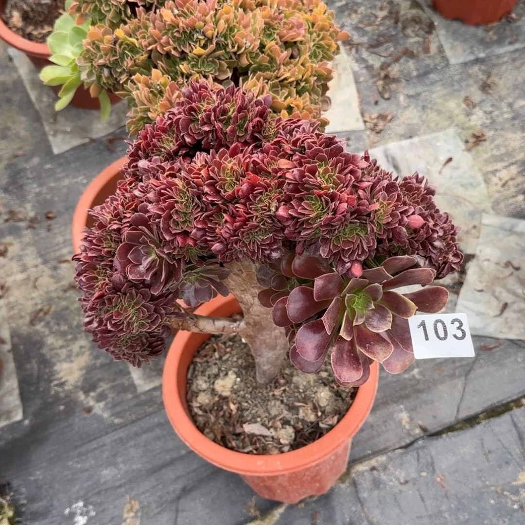 103多肉植物欧缀