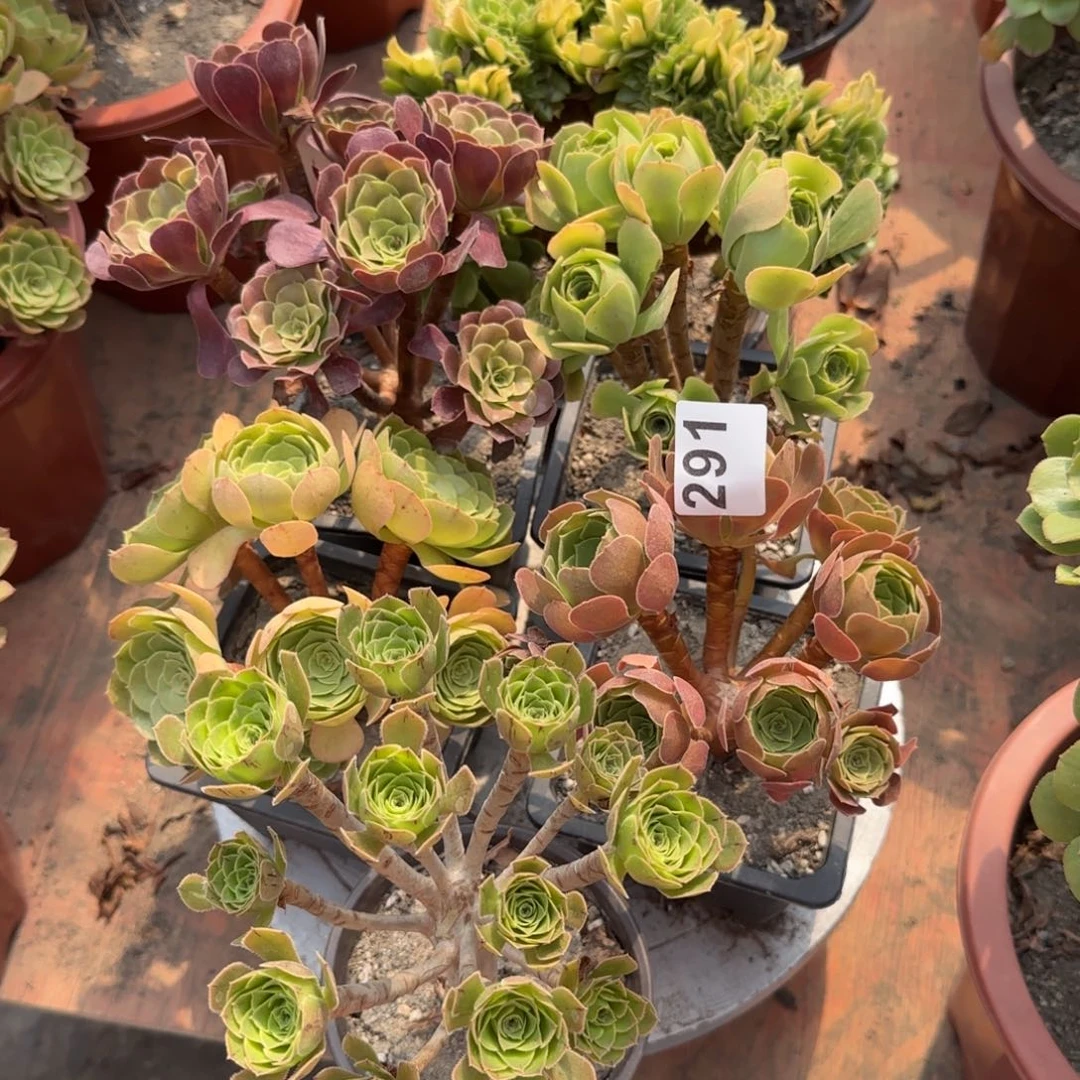 ?*z291多肉植物5棵