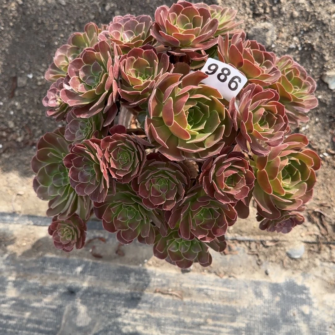 986多肉植物荷兰