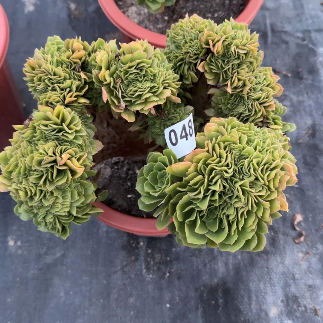张*048多肉植物绿缀