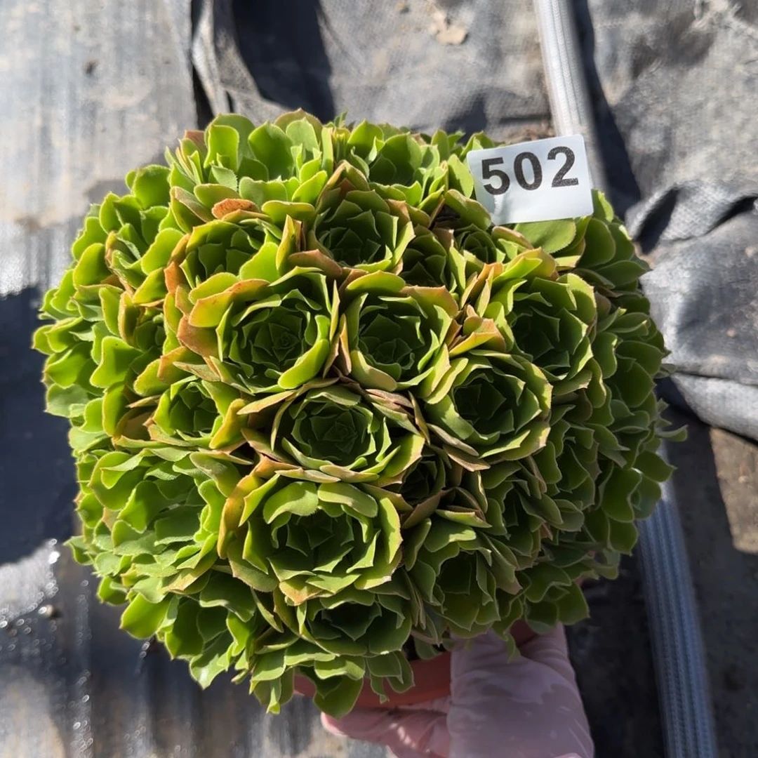 502多肉植物绿朵