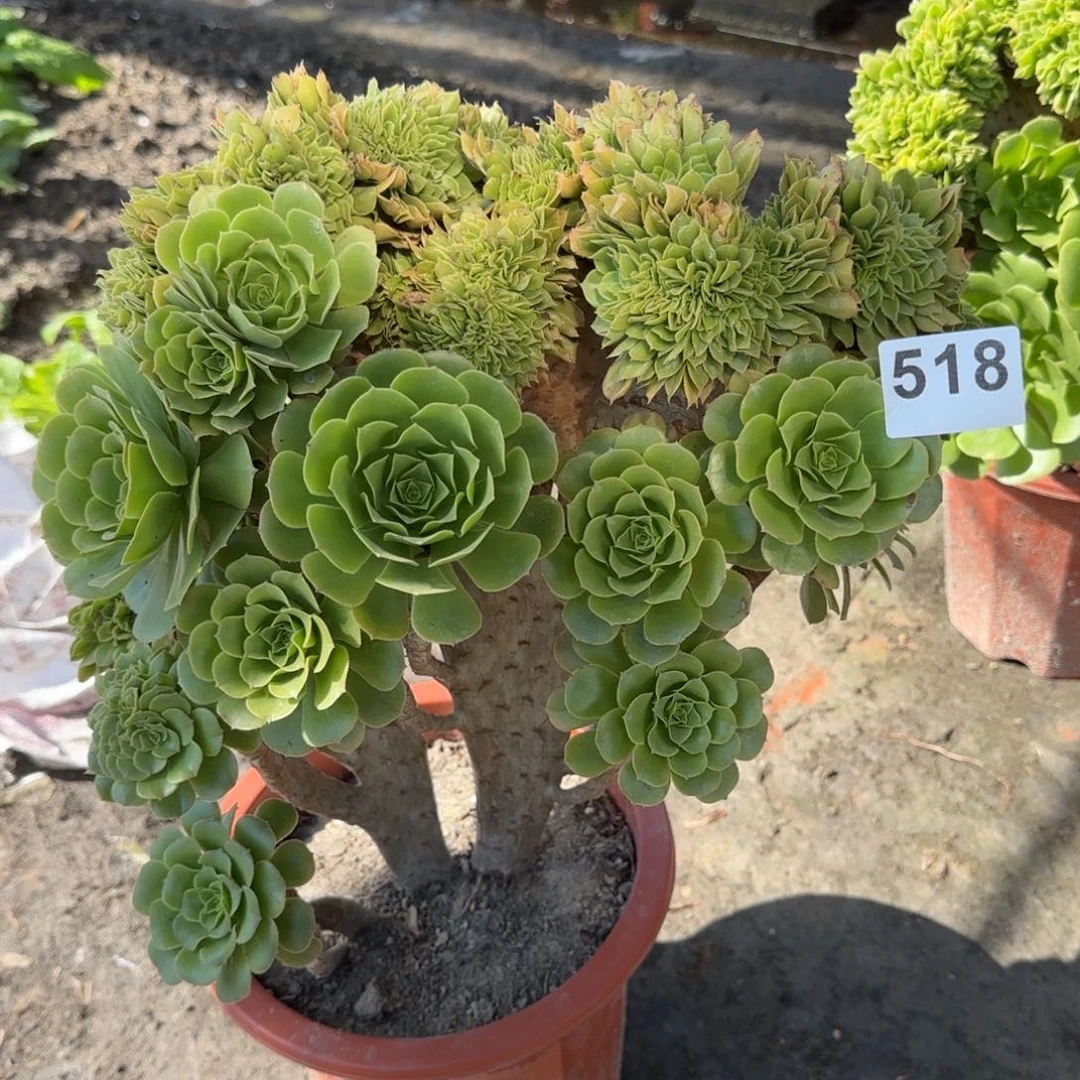 518多肉植物绿羊绒缀