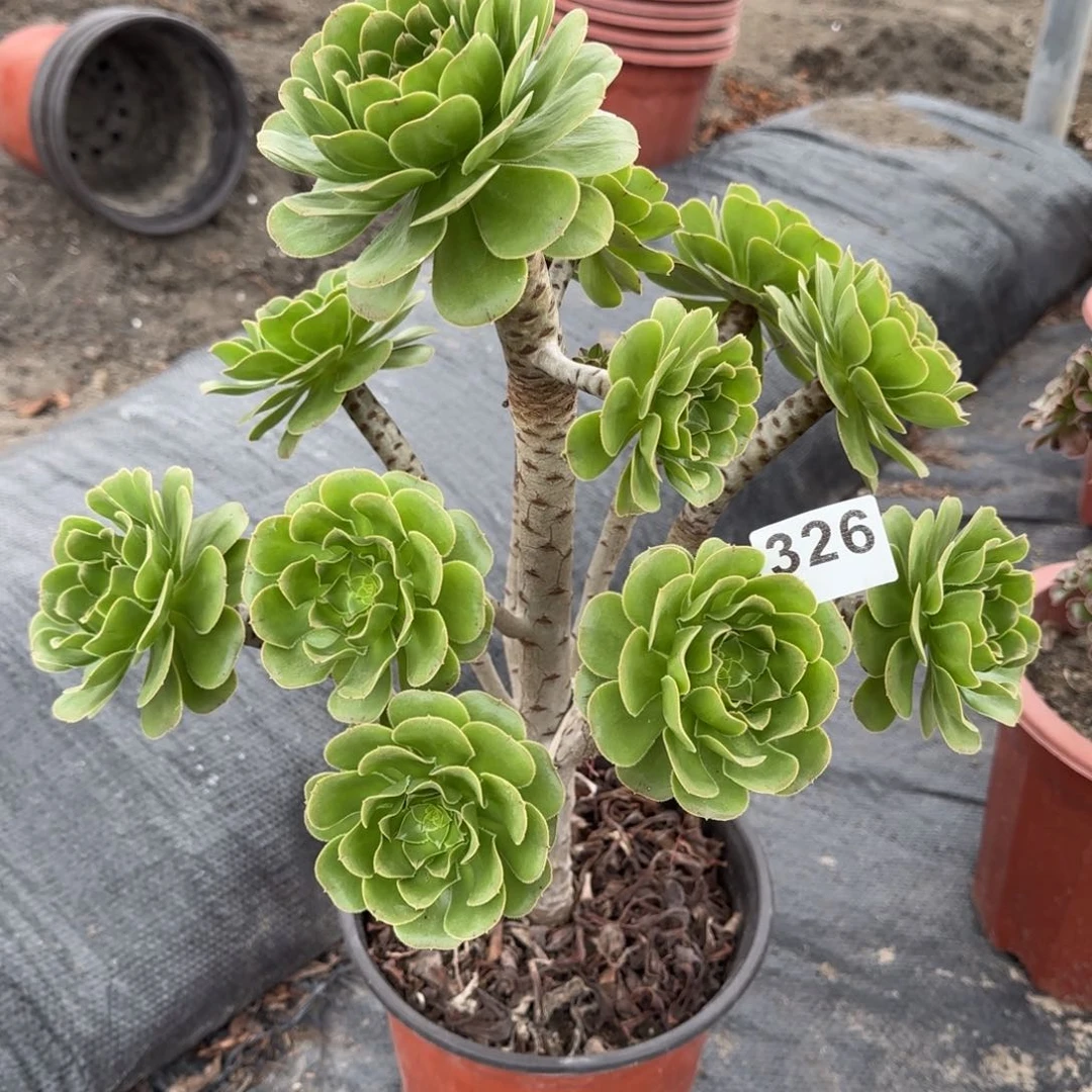 326多肉植物绿法师