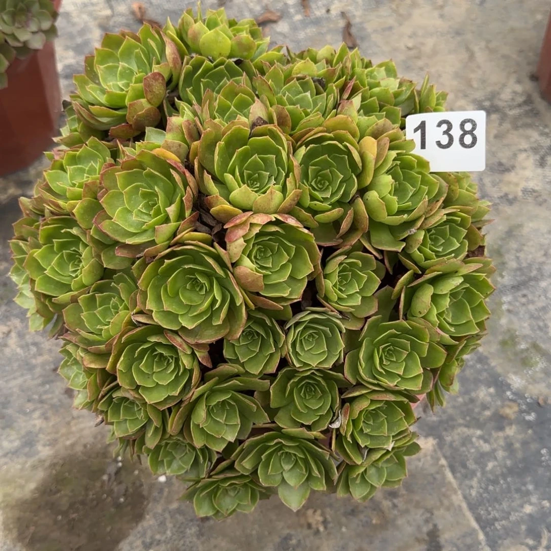 138多肉植物若桃