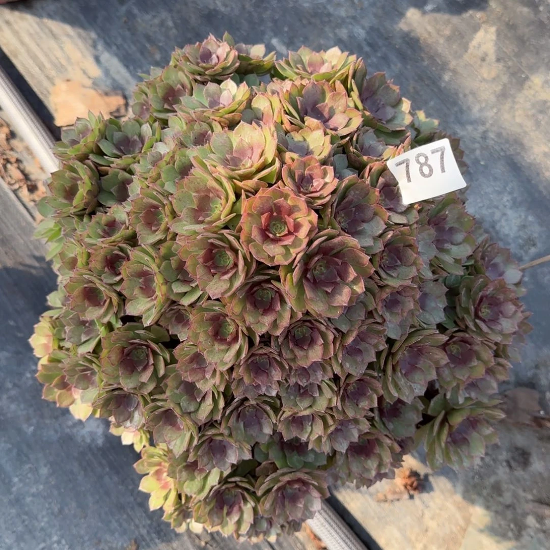 林***?787多肉植物桃花石