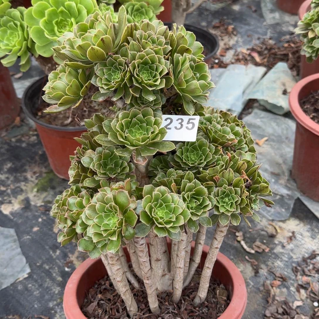 235多肉植物绿法师