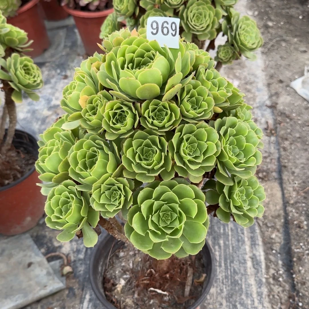 969多肉植物绿羊绒