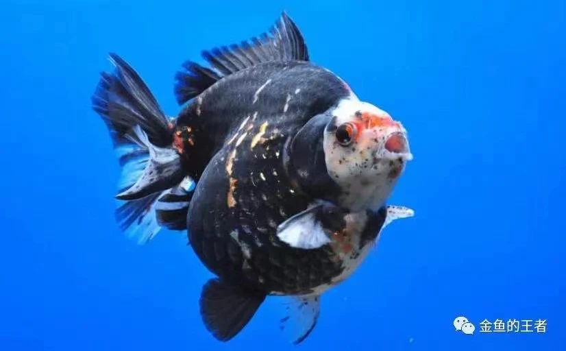 精品泰狮兰寿顺丰包活到家不包邮