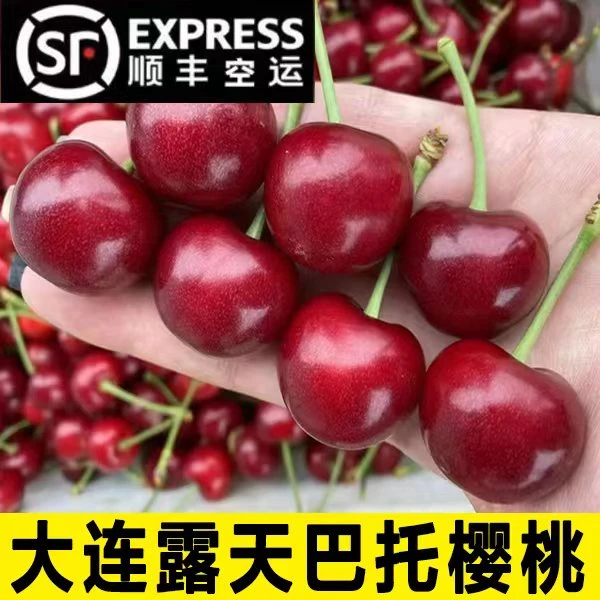 【北纬38度】大连露天巴托大樱桃酸甜可口 3斤/5斤 26-30mm