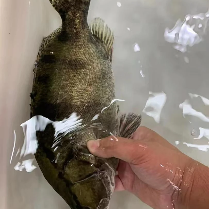 【大陇严选】大陇农家野生鳜鱼顺丰包邮送货上门