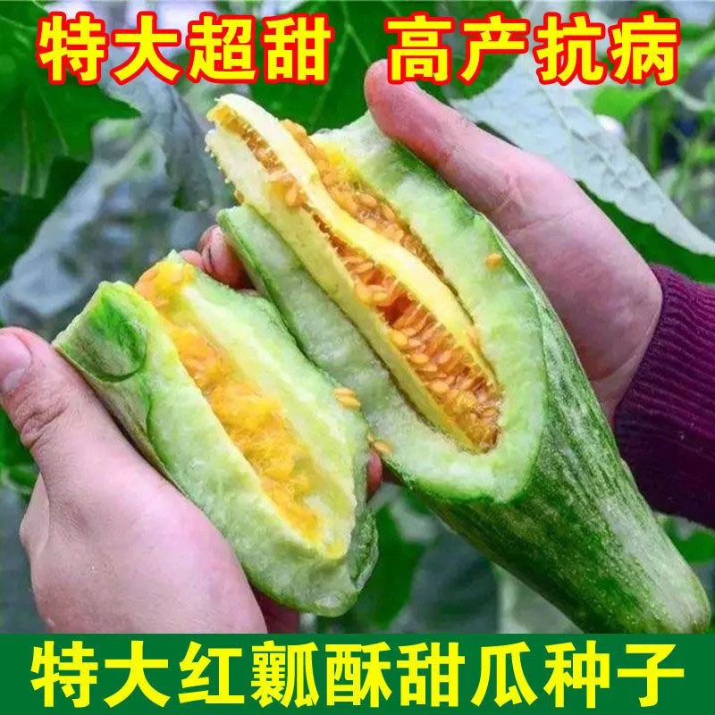 【春播特惠】【红瓤酥瓜】红瓤酥瓜种子薄皮甜瓜香瓜种籽青