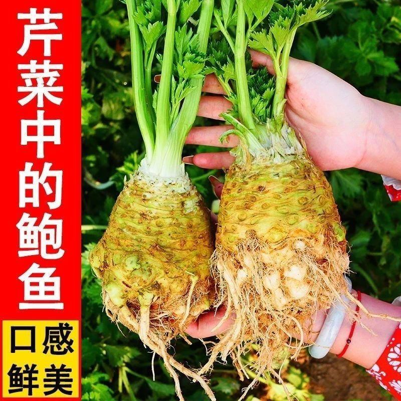【春播特惠】【根芹蔬菜】进口根芹种子地中海芹菜根蔬菜种